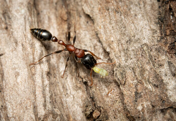 Arboreal Bicolored Slender Ant