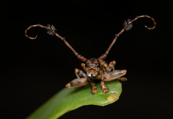 Flat Faced Longhorn Beetle