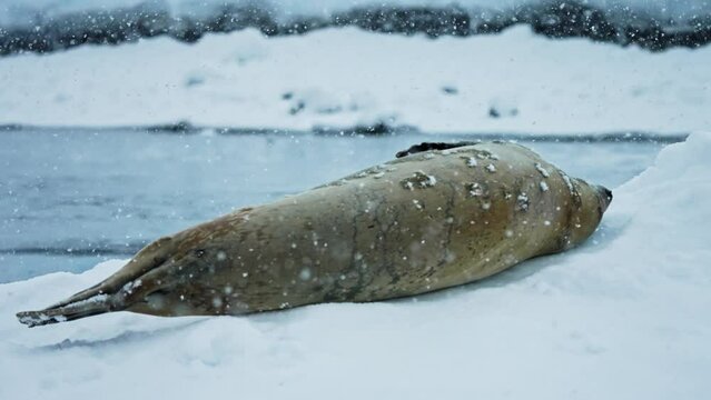 Leopard seal (Hydrurga leptonyx) During Snowfall At The Antarctica Islands. Handheld