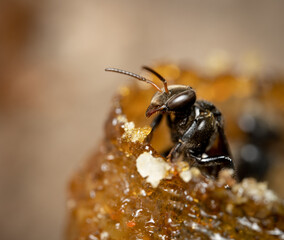 Stingless Bee in Wax Pipe