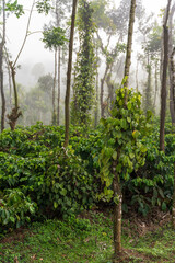 Fresh green leaves pepper (Piper Nigrum) growing on the tree tea plantation in India