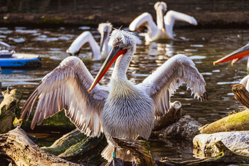 pelicans on the shore