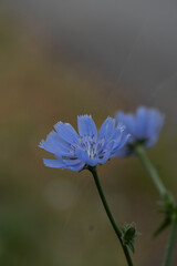 blue flower