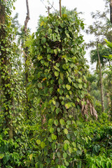 Fresh green leaves pepper (Piper Nigrum) growing on the tree tea plantation in India