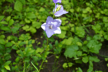 Light purple flowers of peach leaved bellflower in June