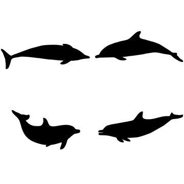 silhouette dolphin
