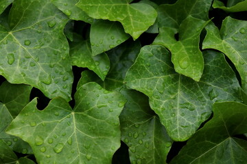Close-up of dark Ivy leaves in garden, nature green background. Natural botanical wallpaper
