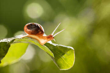 Snail with long eyestalks