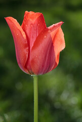 Tulip flower and dew drops