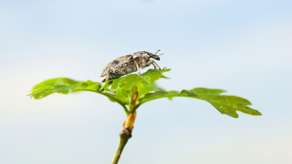 Weevil on oak twig top