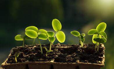 Young green cucumber seedlings in peat pots strive for light
