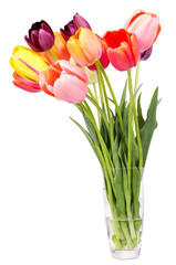 Colorful tulips in the glass vase, transparent background