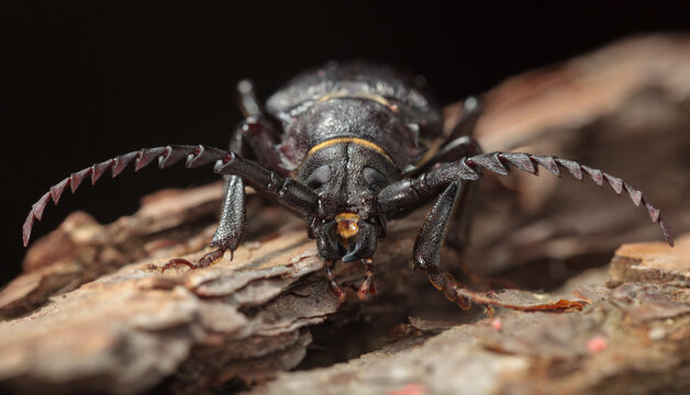 Longhorn beetle portrait