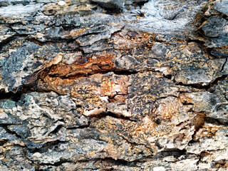 Tree bark texture. Tree bark texture. Tree bark background. Tree bark texture. Tree bark texture. Tree bark background.