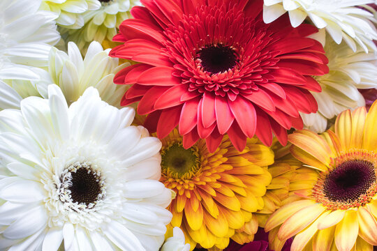 A bouquet of Gerbera (Transvaal daisy) flowers with varied colors - red, white and yellow