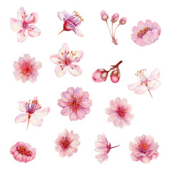 Fototapeta na wymiar Watercolor spring sakura flowers, japanese cherry. Illustration of blooming realistic rose petals, flowers, branches, cherry leaves. Elements isolated on white background