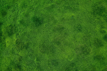 Dense green grass texture, high resolution. Perfect lawn, top view. Natural background of fresh green grass. Easter background concept. Springtime nature pattern. Copy space. Generative AI