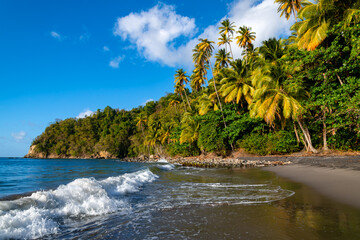 “Anse Couleuvre“ is a secluded tropical beach with rain forest and tall palm trees in Le...