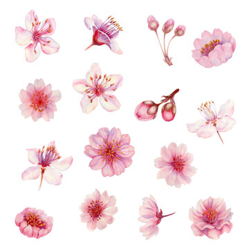 Watercolor spring sakura flowers, japanese cherry. Illustration of blooming realistic rose petals, flowers, branches, cherry leaves. Elements isolated on white background