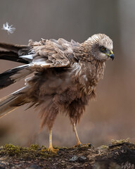 Marsh harrier (Circus Aeruginosus) closeup in the forest