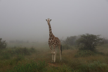 giraffe in the savannah