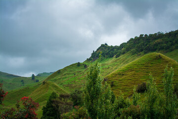 Naklejka premium Heavy mist and rain over green mountain ranges of Wharekopae and Taumata a te Kahu. Gisborne, North Island, New Zealand