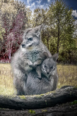 A wallaby mother with a baby looking out of the pouch