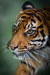 close-up portrait of a tiger on a green background