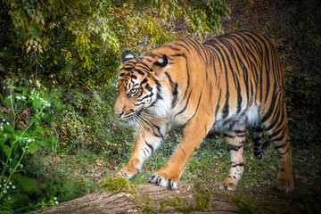Fototapeta na wymiar close-up of a tiger walking through a colorful forest