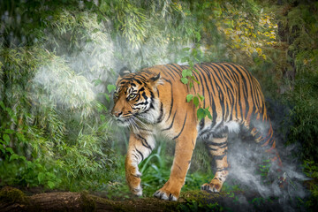 a large tiger walking through a foggy jungle