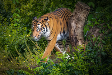 Fototapeta na wymiar a tiger walking through the forest