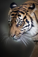 Obraz premium close-up portrait of a tiger on a black background
