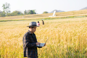 Naklejka na ściany i meble Asian man smart farmer using modern digital technology by laptop computer in barley field for industrial development.