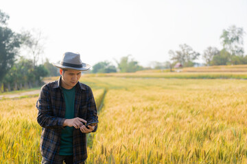 Naklejka na ściany i meble Asian male farmer holding smartphone while harvesting wheat Happy Caucasian cowboy farming under sky communication concept