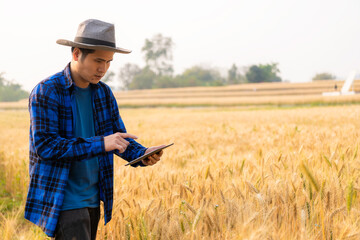 Naklejka na ściany i meble Smart asian farmer using modern digital technology using tablet in barley field A farmer monitors a grain field and sends data to the cloud from a tablet. farming concept