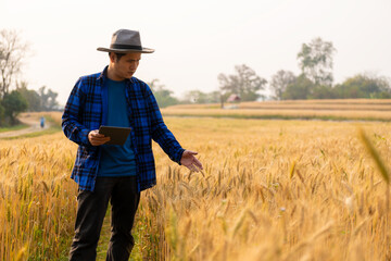 Naklejka na ściany i meble Smart asian farmer using modern digital technology using tablet in barley field A farmer monitors a grain field and sends data to the cloud from a tablet. farming concept