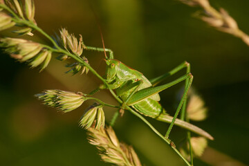 Grünes Heupferd (Tettigonia viridissima) in der Abendsonne	