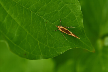 Tastermotte (Harpella forficella)	