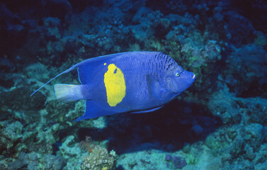 Fototapeta na wymiar Yellowbar Angelfish