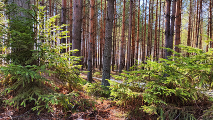 View of a forest lake through the slender trunks of pine trees on a sunny spring day. The ice where the sun shines. Landscape with Sun through trees and shadows