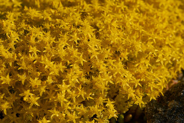 Sedum acre auf einem Sandmagerrasen	