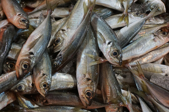 Fresh carapau or horse mackerel in fish market, Algarve, Portugal
