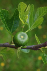 Figs on a fig tree branch above a stream, selective focus, first spring fruits