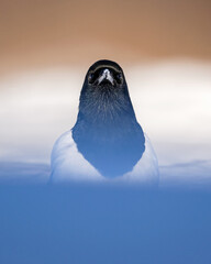 Eurasian magpie portrait on snow