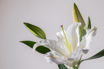 Lilly flowers on white background. Flora  wallpaper backdrop.
