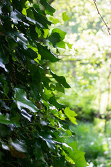 green leaves background