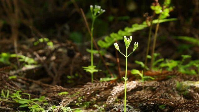 In the forest, sunlight on a small plant that is about to bloom.