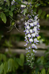 La Glycine blanche et violette