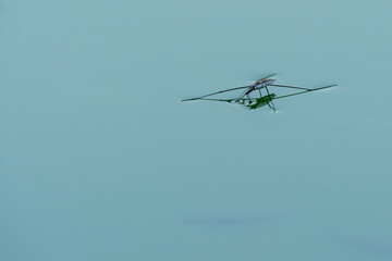 Water Insect Gerris lacustris or common pond skateron on the water surface