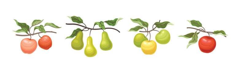Ripe Apple and Pear Fruit Branch with Green Leaf on Stem Vector Set